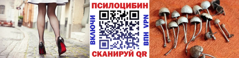 наркота  Прохладный  Галлюциногенные грибы Psilocybine cubensis 