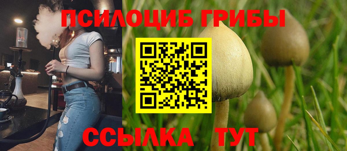 Галлюциногенные грибы Cubensis  Вход с VPN  Прохладный 